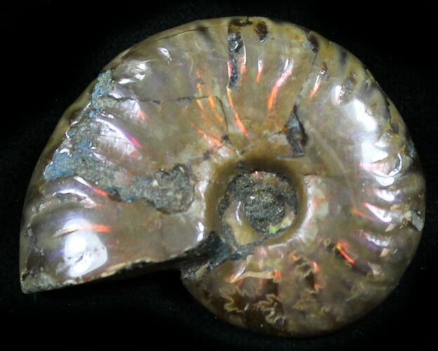 Flashy Red Iridescent Ammonite - Wide #25474